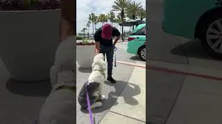 Dog Car Safety