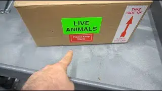 Shipping a Reptile - MADE EASY | RCR