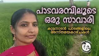 കുട്ടനാടൻ പാടവരമ്പിലൂടെ സന്ധ്യാ സവാരി 🌅🛶 | Kuttanad Sunset Views #video
