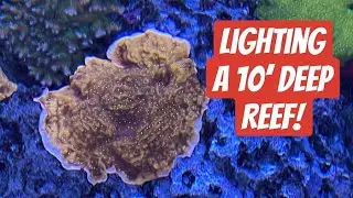 Kessil Lighting Test on a Massive Reef Tank!