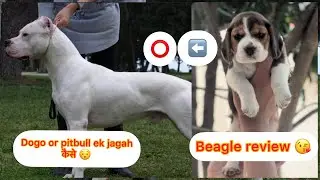 Pitbull or dogoArgentino ek saat 😳| Beagle owner review 😌