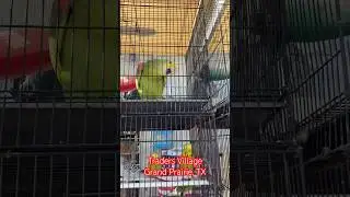 Birds at Traders Village, Grand Prairie Texas