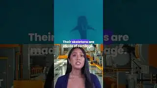 Sharks: The Ancient Ocean Predators! #tiktok #shorts #trendingshorts #trending