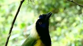 Inca Jay at San Isidro Lodge in Ecuador