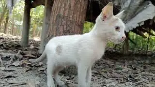 Forest Explorer: The Secret Life of a Mischievous Kitten 🐾🌿 #catlife