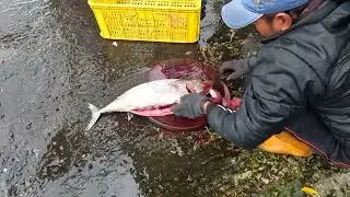 4K Super fat Scalpel sawtail, black fish, 粉鳥林漁港 圓滾滾 倒吊 黑豬哥 黑毛  定置漁場 seafood fishport fishground
