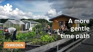 On life, work & leisure in first Swedish tiny house allotment