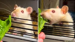 Pet Rat day diet 🥬🐀