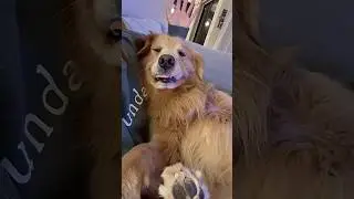 NPC Behavior Dog