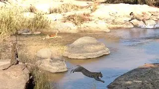 LIONS and LEOPARD hunt SAME IMPALAS 🤠