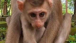 CUTIEST! #viral #monkeys