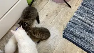 Вы хотите, чтобы Лексус был с глистами? 😳