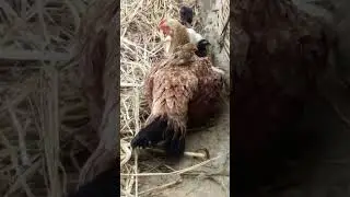 Such a beautiful bonding of mom and children #nature #farm #chicks #bonding #mom #children