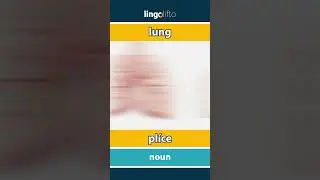 🇬🇧🇨🇿 lung - pl&iacute;ce : vocabulary builder : learn English : učme se anglicky