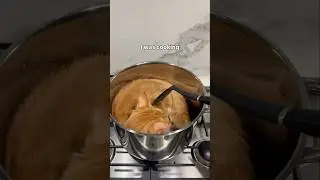Alittle overcooked but it&rsquo;s ok (NO CATS WERE HURT!!) #cat #catshorts #blackcat #catvideos #orangecat