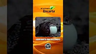 SERPIENTE ENGULLENDO #2009 #naturaleza #microsoft #nostalgia #animales #nature #animals #snake