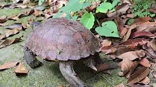 亚洲森林陆龟（Asian Forest Tortoise）#亚洲森林龟  #森林陆龟  #棕色陆龟  Manouria emys