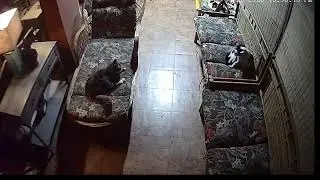Puffy Paws TV: Help Save 200  Kitties.