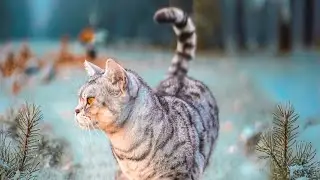Das Experiment mit Katzen und 3D Teppich