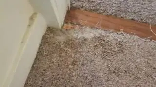 Doorway repair carpet repair in Austin Texas.