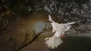 THE CHASE
