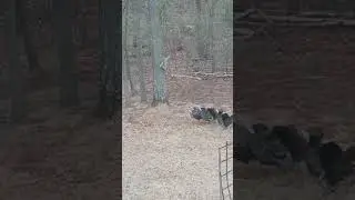 Wild Turkeys Gobbling For An Alarm Clock at 7am 😳