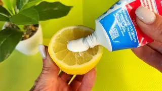 Mix toothpaste with lemon and you will be shocked!