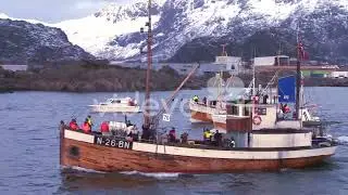 A large fleet of traditional commercial fishing boats sails out to sea from Norway in the Lofoten Is