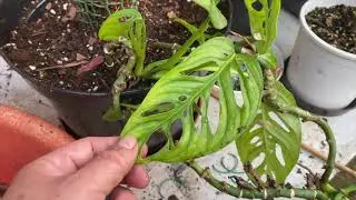Ep. 102.: Monstera torony készítése