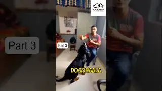 #rottweiler #dogs #dogshorts #dogtraining #basictraining #dogshaala #yt #ytshorts #trending #trend