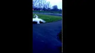 The big swan fighting