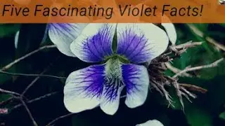 Violets! (Viola sororia) Five Fascinating Facts! A common flower with an uncommon story!