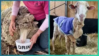 Rescued Animal Transformations Before and After