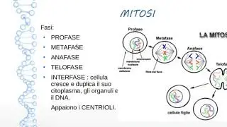 La DIVISIONE CELLULARE, il DNA, GENI e CROMOSOMI