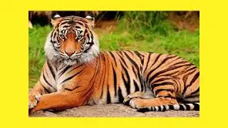 #BengalTigers