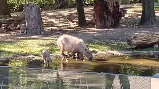 Capybara drink