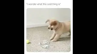 I wonder what this cold thing is 🐶❄️😟#puppytraining #puppyschool #puppylife #puppytips #puppylove
