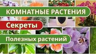 🌿 Суперсилы полезных растений 🌿  Как комнатные растения улучшают дом и здоровье