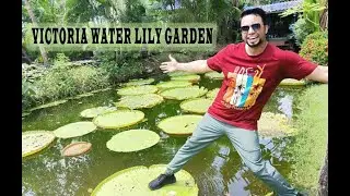 Amazing Victoria Water Lily Malai Garden [Nonthaburi province, Thailand] | Travel with Ammar.