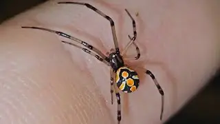 Brown widows are almost adults! 