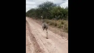 Ostriches are the fastest running birds