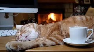 sleeping cat lofi hip hop radio 🐱 beats to relax/study to