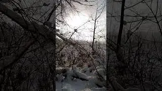 Проверка неисправной фотоловушки и следы зверей #зима #wildlife