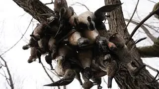 Arkansas Public Land Duck Hunting- Early Season Mixed Bag 2025
