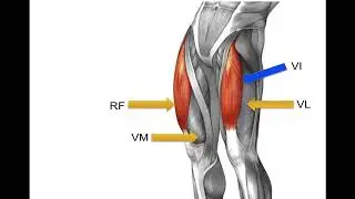 What are the quadriceps muscles?