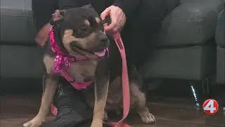 SPCA Monday: Venus is in need of a forever home