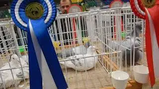 67. Országos Postagalamb Kiállítás