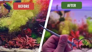 Trimming Aquarium Plants: The Secret Trick Nobody Talks About!