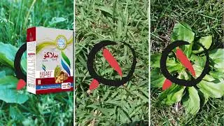 HALAKU Weed Killer by Solex Chemicals | Best Herbicide for Potato Farmers | Dual Action Formula