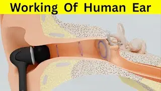 How Does the Human Ear Work? | Structure and Function of Ear Explained